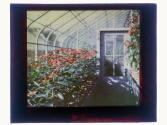 [Flowers in conservatory]