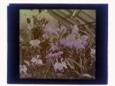 [Flowers in conservatory]