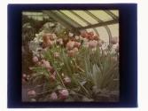 [Flowers in conservatory]