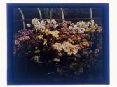 [Flowers in conservatory]