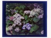 [Flowers]