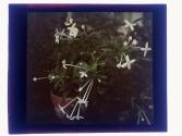 [Flowers in conservatory]