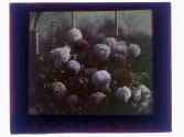 [Flowers]