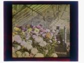 [Flowers in conservatory]