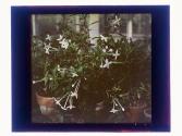 [Flowers in conservatory]