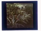 [Flowers in conservatory]