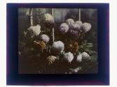 [Flowers in conservatory]