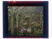 [Flowers in conservatory]