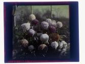 [Flowers in conservatory]