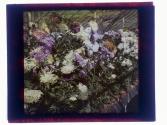 [Flowers in conservatory]