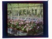 [Flowers in conservatory]