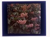 [Flowers in conservatory]