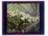 [Flowers in conservatory]