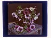 Wm Bausch Petunias
