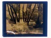 [Landscape with trees]