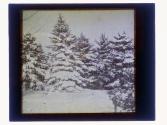 [Evergreens covered in snow]