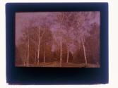 [White birch trees]