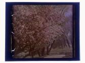 [Highland (?) Park view]