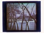[Tangle of tree trunks with water, Browncroft neighborhood, Rochester NY]