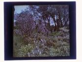 [Highland (?) Park view]