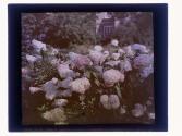 Hydrangea