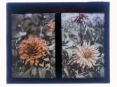 [Garden flowers]