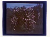 [Garden flowers]