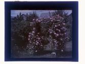 [Garden flowers]