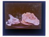 [Cut flowers]