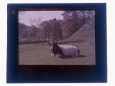 [View of cattle]