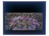 [Floral arrangements]