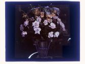 [Floral arrangements]