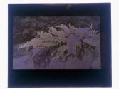 [Floral arrangements]
