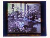 [Floral arrangements]