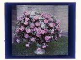 [Floral arrangements]