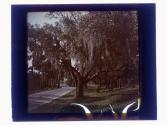 [Trees]