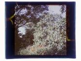 [Fruit tree on Lindsay property, Ormond Beach, Florida]