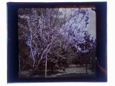 [Garden view, flowering tree]