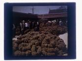 [Group portrait at sponge market, Tarpon Springs, Florida]