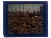 Sponge Market, Largest in the World, Tarpon Springs