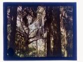 Jungle, Tomoka River