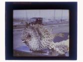 [Porcupine fish]