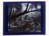 [Landscape with water, Tomoka River, Tarpon Springs, Florida]
