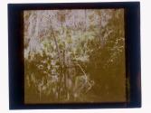 [Landscape with water, Tomoka River, Tarpon Springs, Florida]