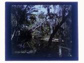 [Tomoka River, Florida]