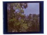 Tomoka River