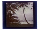 [View of palm trees, boat and waterway in background]