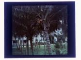 Coconuts at Palm Beach
