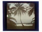 [Sunset and palm trees, Palm Beach, Florida]