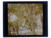[Coconut trees]